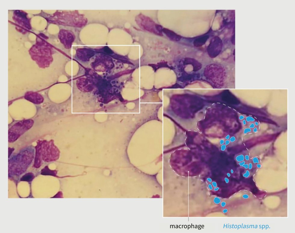 Part 2: Diseases | Project Tulip Academy